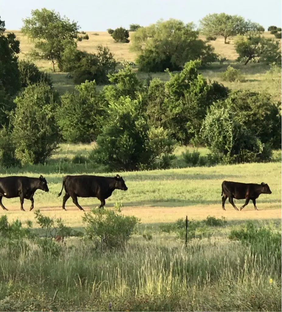 cows walking on part of iron horse country summer camp